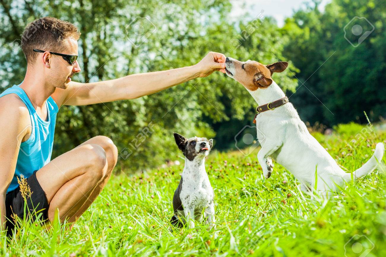 Jack Russell Hunde Mit Besitzer Mit Leckerchen In Der Hand Jack Russell Hund Mit Besitzer Mit Leckerchen In Der Hand