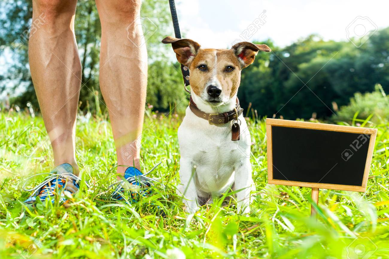 Jack Russell Hund Mit Besitzer Und Bereit Lederleine Für Jack Russell Hund Mit Besitzer Mit Leckerchen In Der Hand