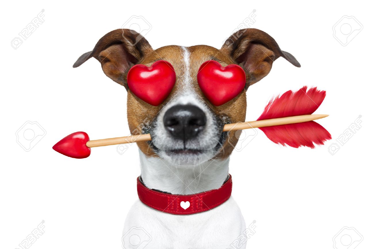 Jack Russell Terrier Emoticon Oder Emoji Hund Lustig Dumm Und Verruckt In Der Liebe Mit Herz Auf Augen Pfeil Im Mund Isoliert Auf Weissem Hintergrund Zum Valentinstag Lizenzfreie Fotos Bilder Und Stock