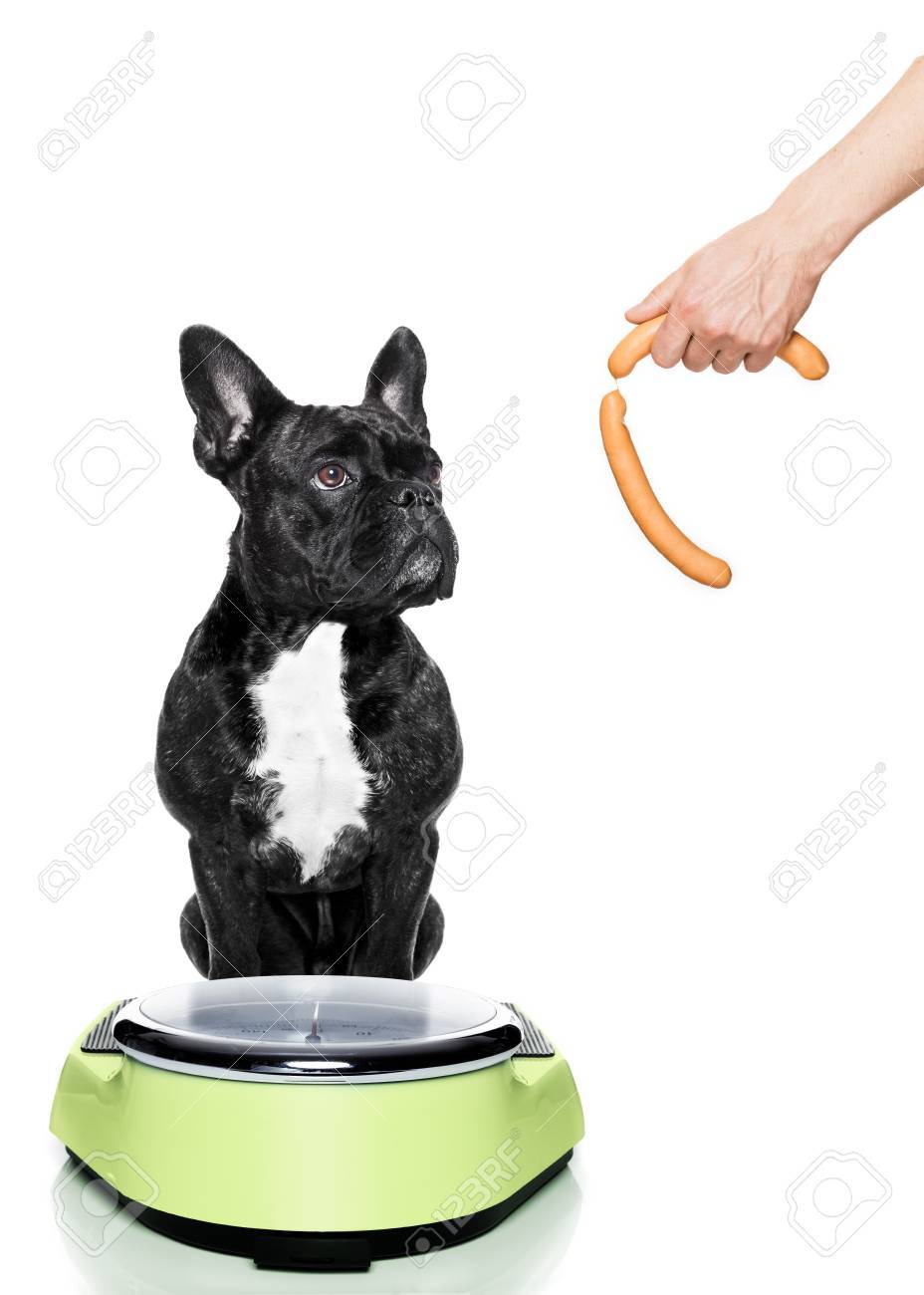 como bajar el peso de un perro como bajar el peso de un perro