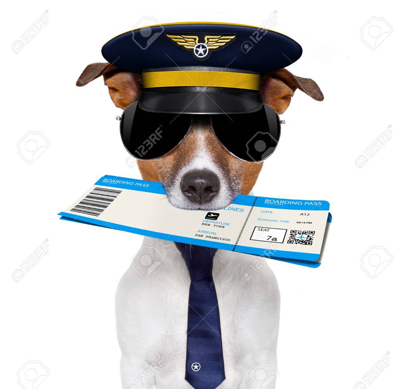 dog pilot hat