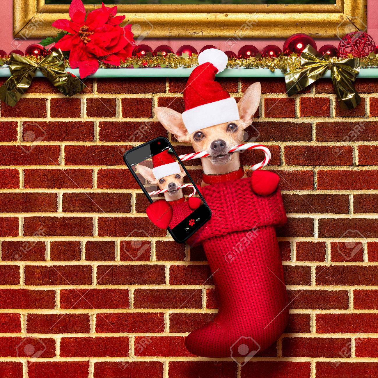chihuahua dog inside xmas stockings or socks for christmas holidays hanging at the wall of - Xmas Stockings chihuahua dog inside xmas stockings or socks for christmas holidays hanging at the wall of - Xmas Stockings