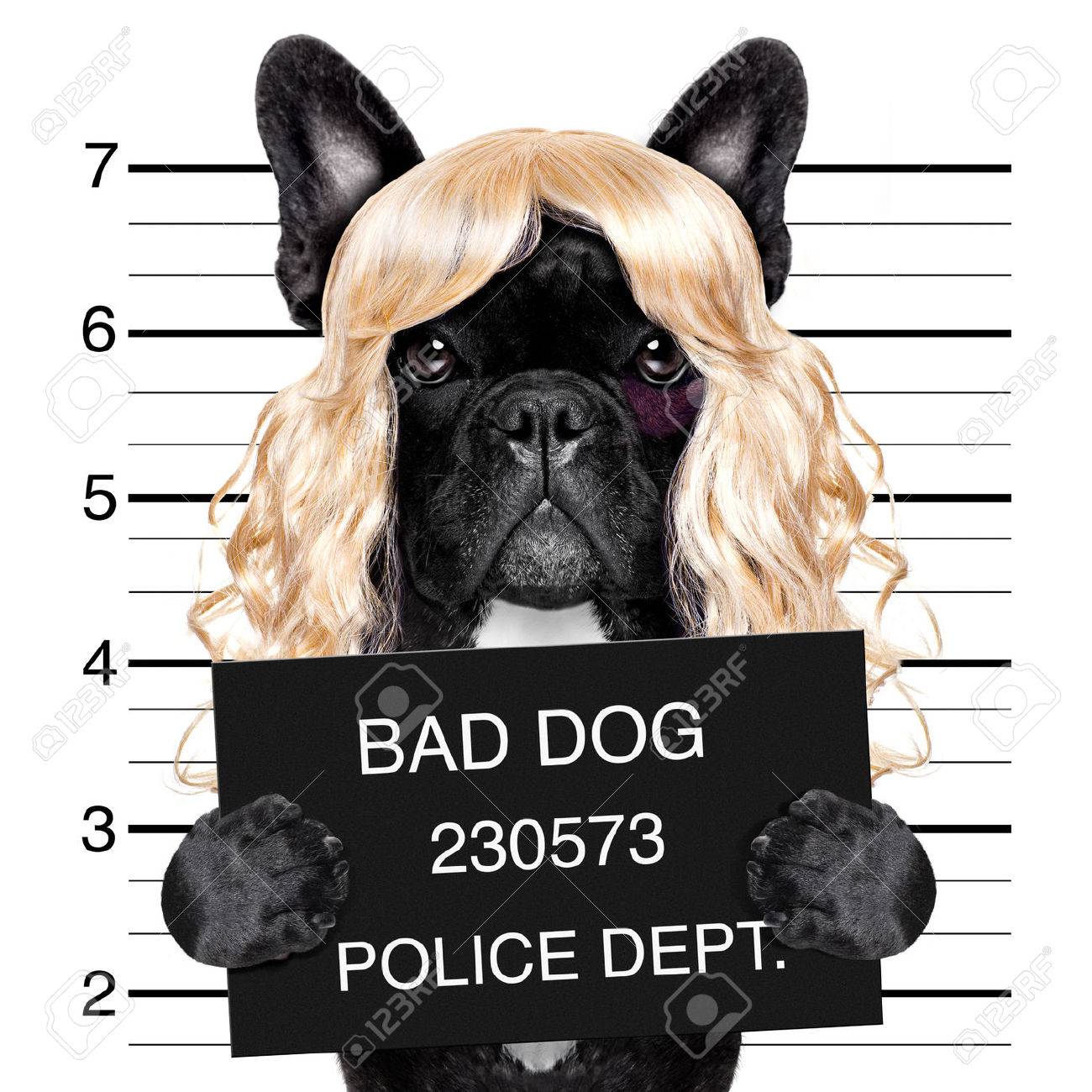 歌姫女性女の子犬刑事と金髪のかつらで泥棒として素敵な Mugshot のポーズ の写真素材 画像素材 Image 歌姫女性女の子犬刑事と金髪のかつらで泥棒として素敵な Mugshot のポーズ の写真素材 画像素材 Image