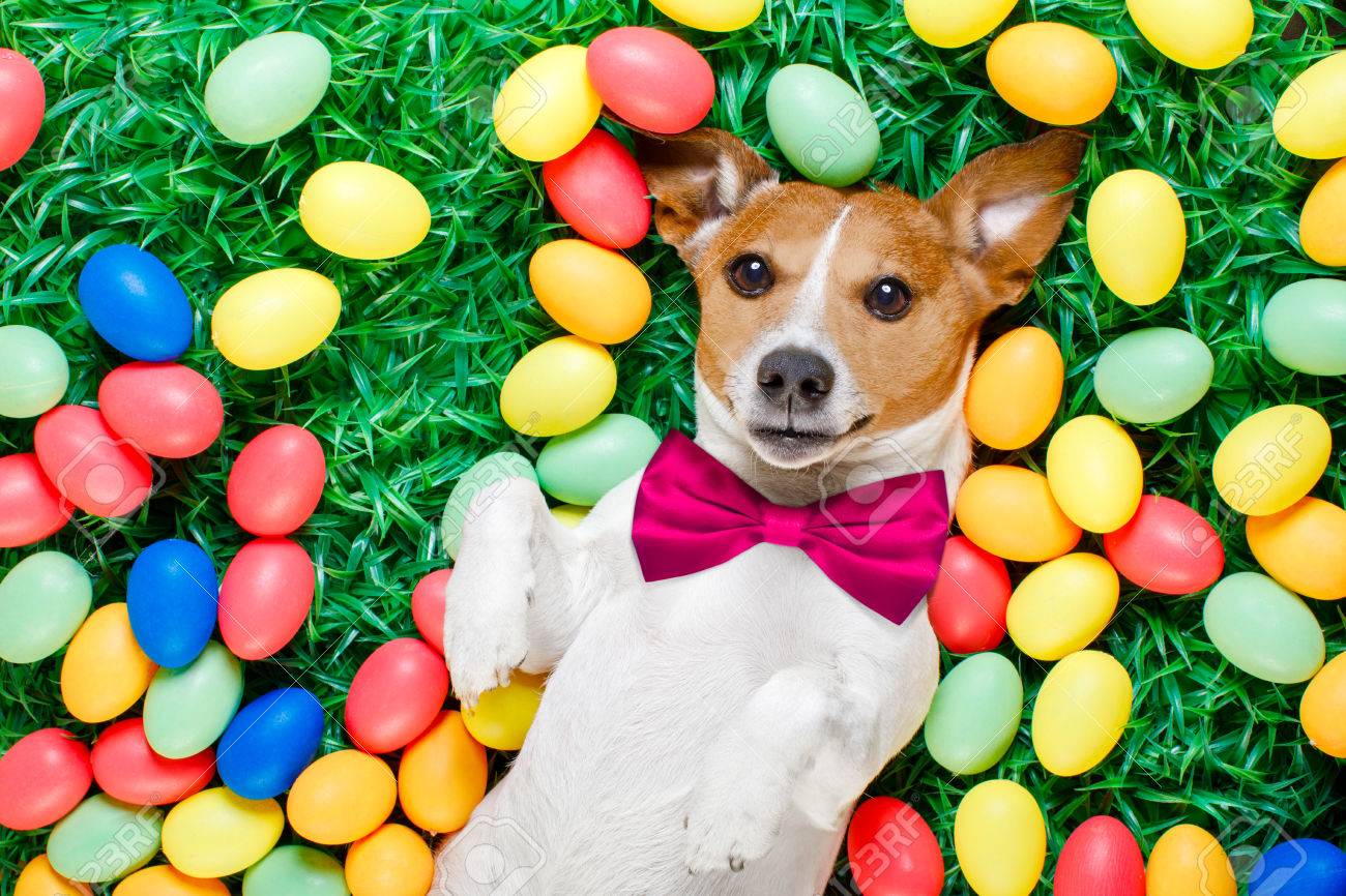 Christmas 10x15 FT Photo Backdrops,Funny Puppy Jack Russel Dog with Hilarious Sunglasses Santa Figures and Bell Background for Child Baby Shower Photo Vinyl Studio Prop Photobooth Photoshoot Multicol Christmas 10x15 FT Photo Backdrops,Funny Puppy Jack Russel Dog with Hilarious Sunglasses Santa Figures and Bell Background for Child Baby Shower Photo Vinyl Studio Prop Photobooth Photoshoot Multicol
