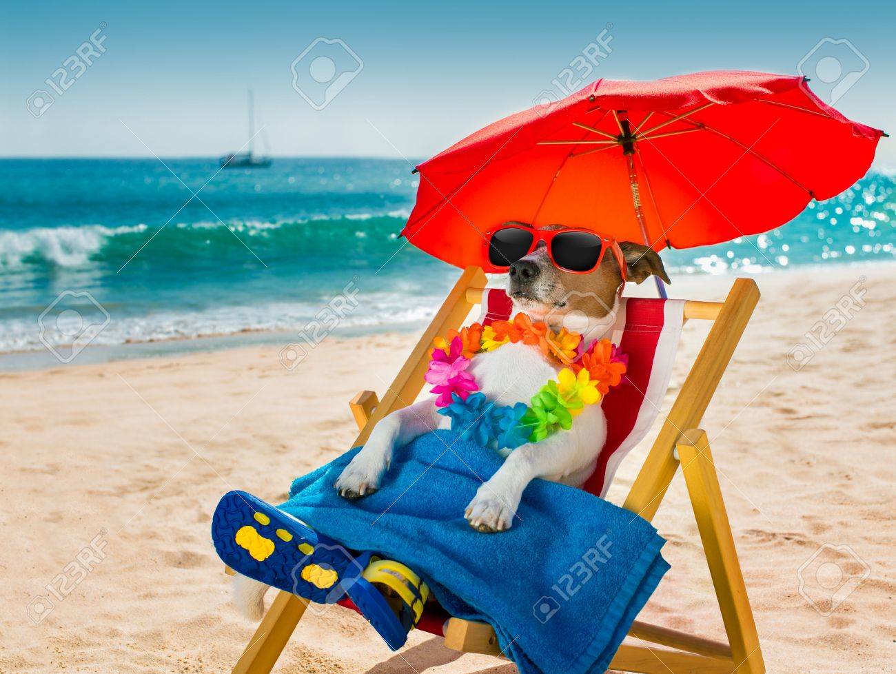 jack russel dog resting and relaxing on a hammock or beach chair