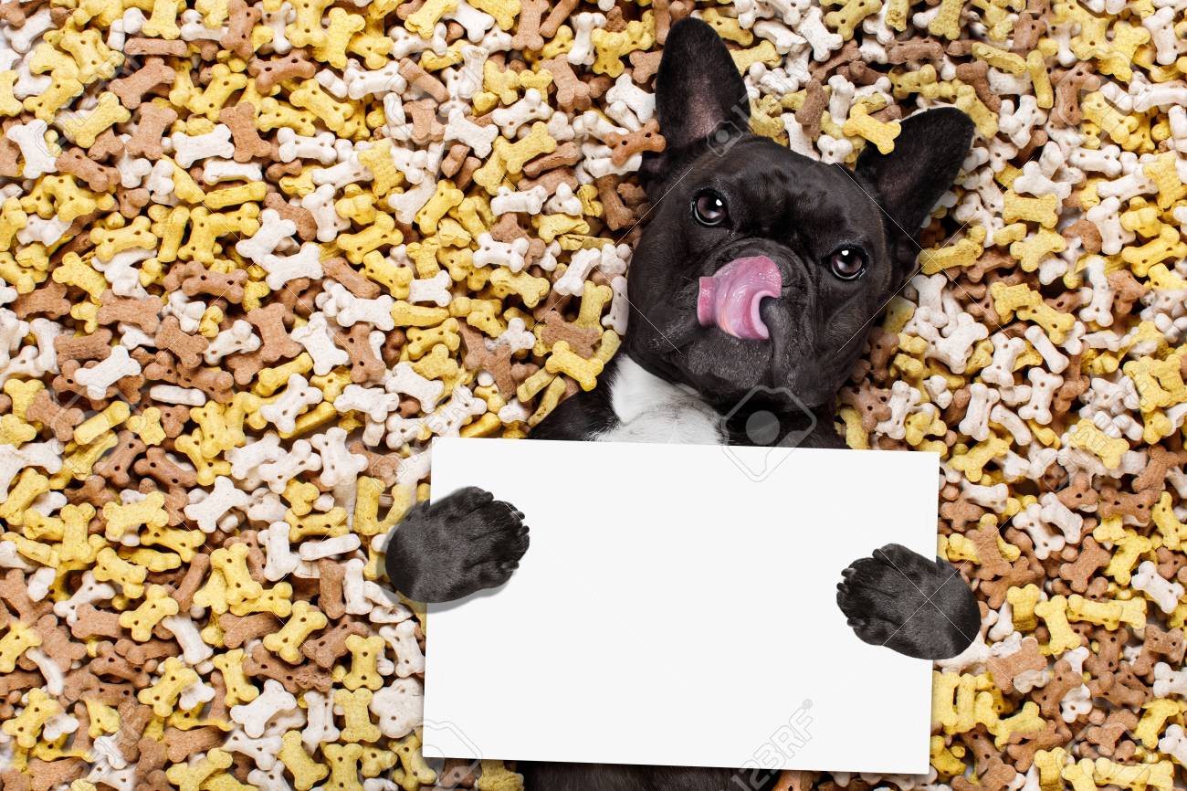 french bulldog biscuits