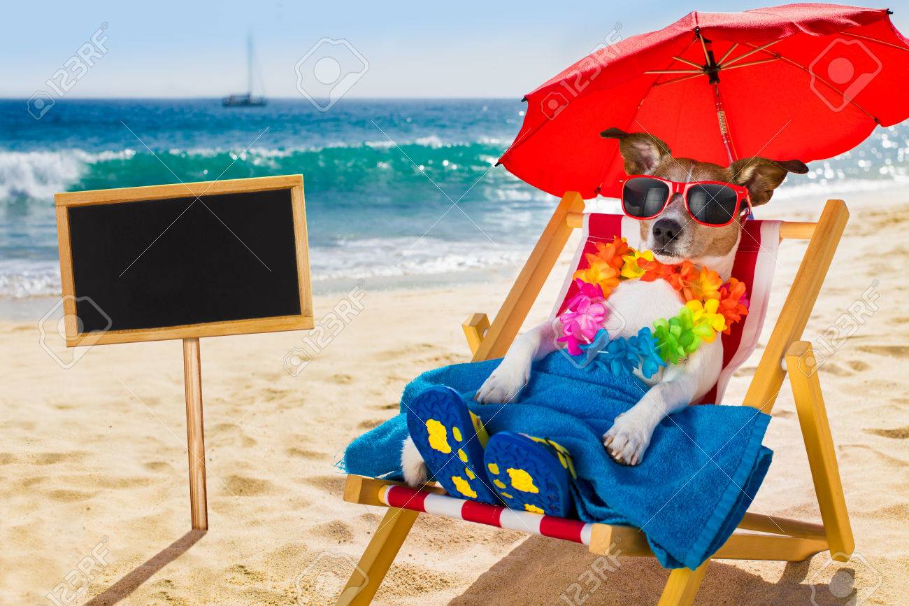 jack russel dog resting and relaxing on a hammock or beach chair