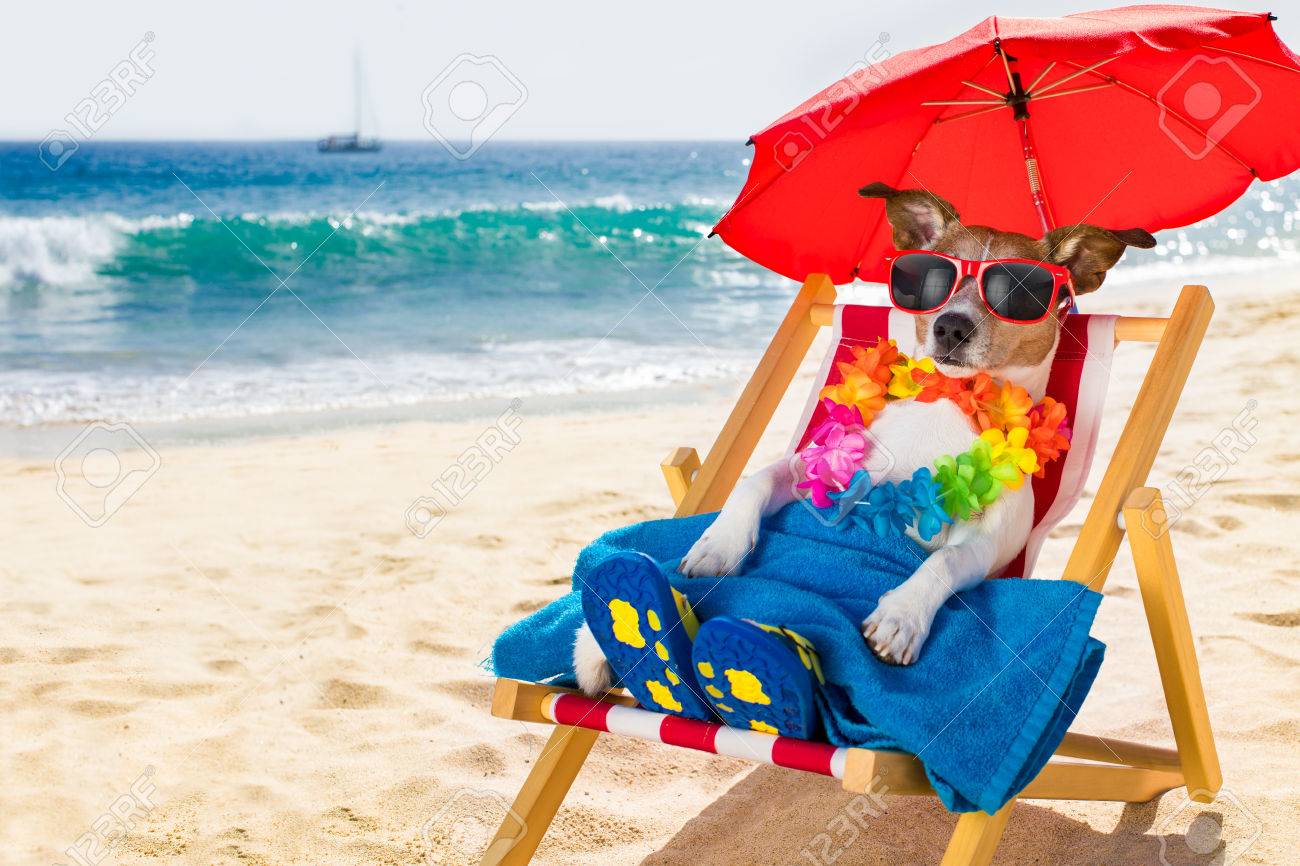 dog beach umbrella