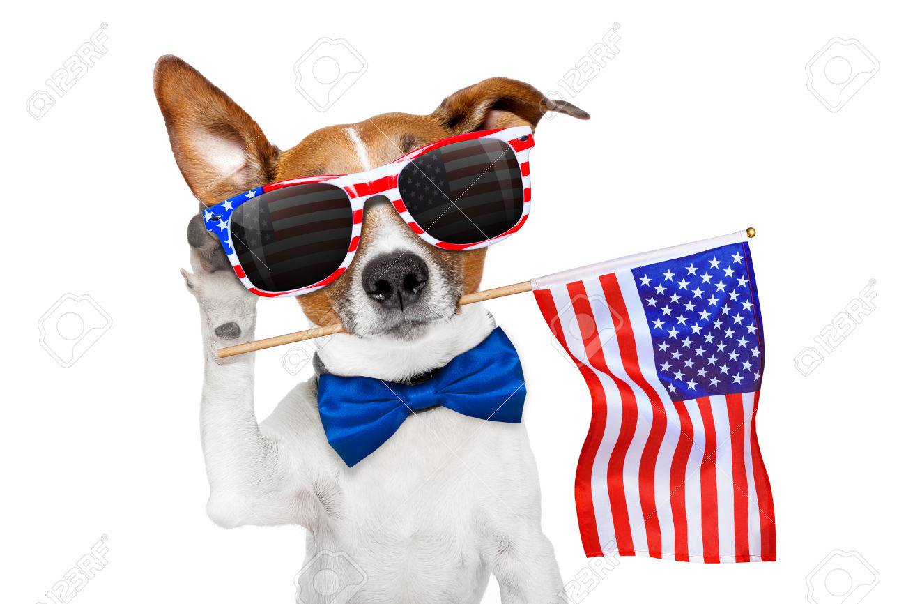 4th of july dog