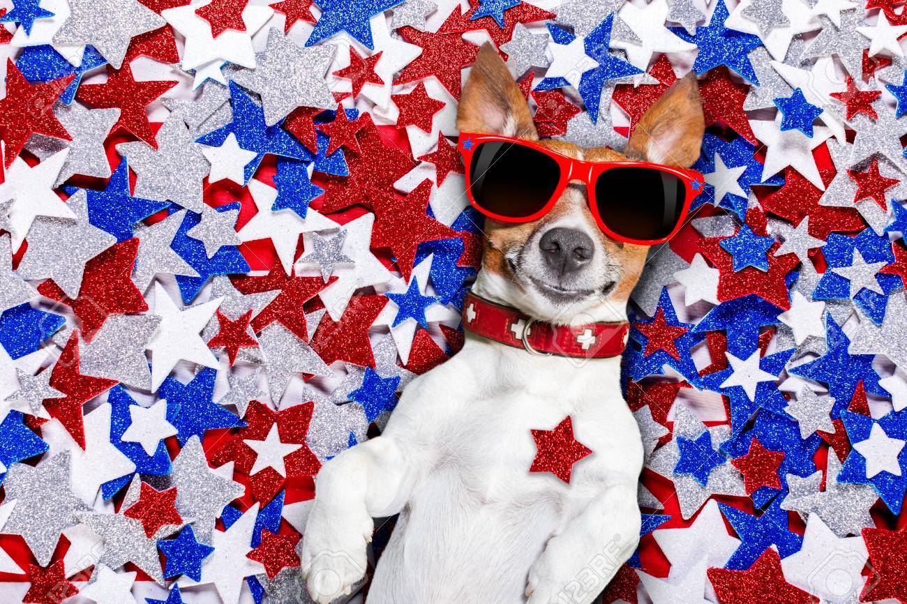 4th of july dog