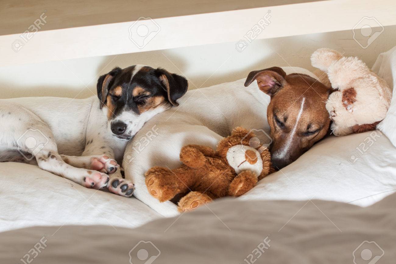 bed for two dogs