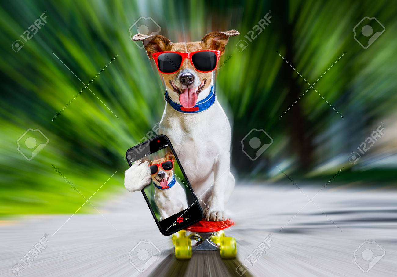 jack russell sunglasses