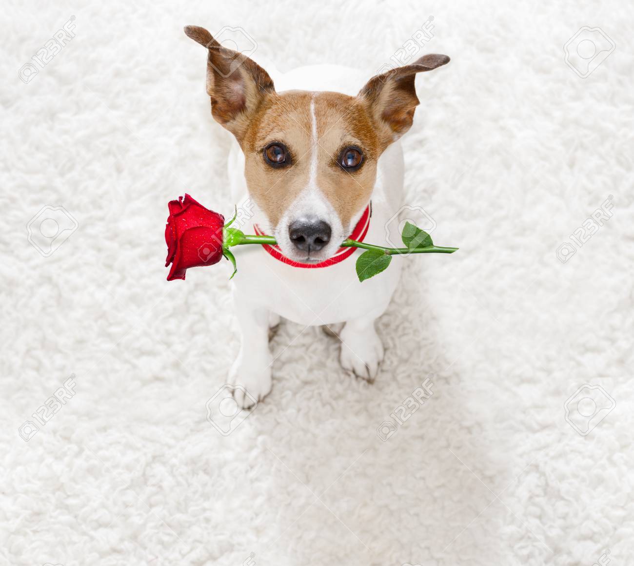 Petite carte de Noël Jack Russell Chien jouant avec des germes.
