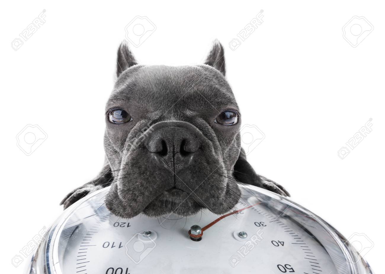 Warum verlieren Hunde Gewicht? Warum verlieren Hunde Gewicht?