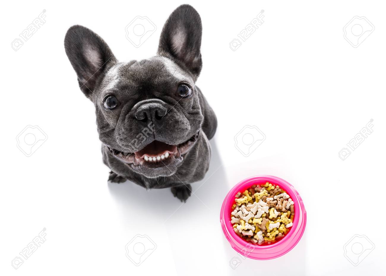 french bulldog biscuits