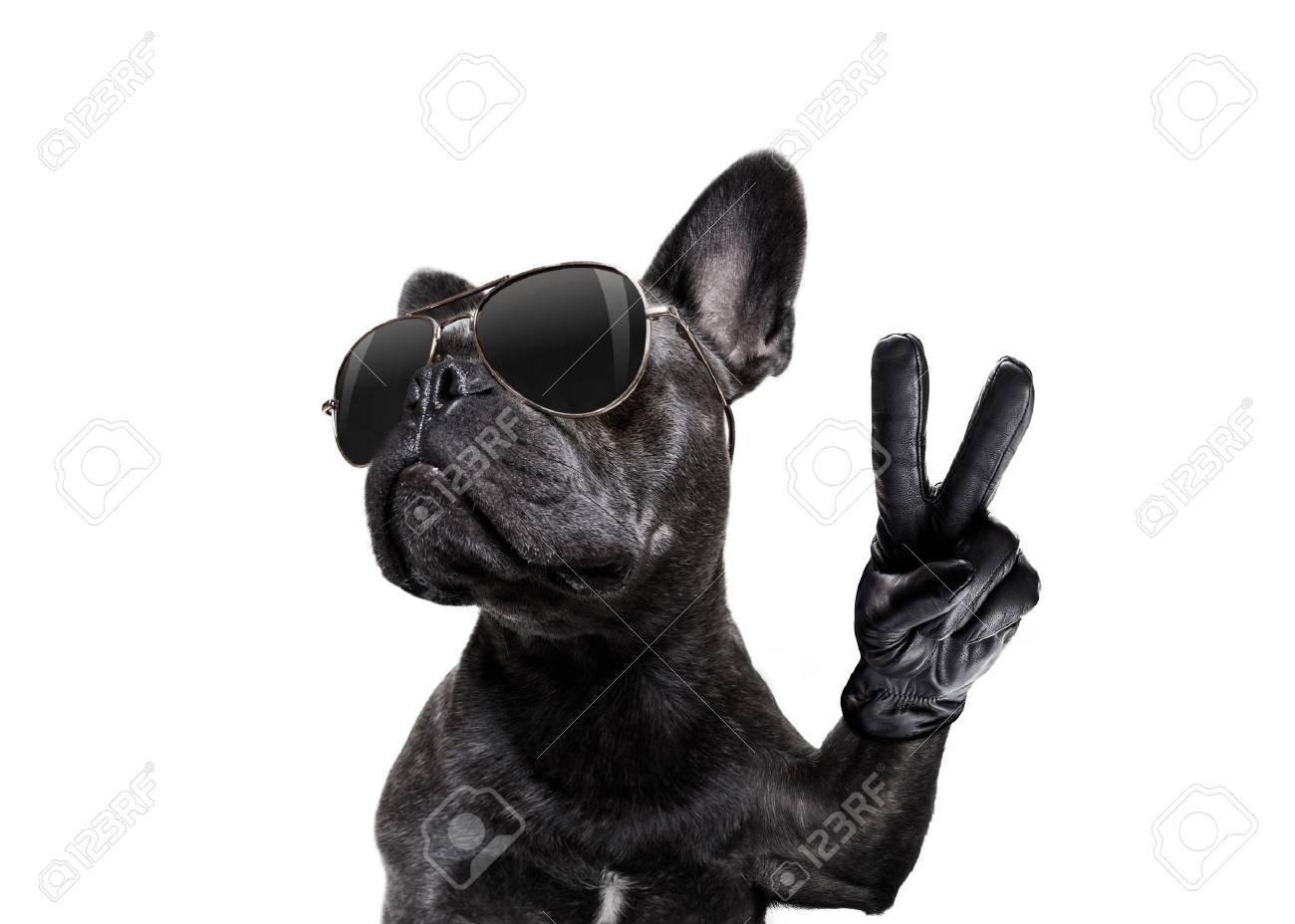 french bulldog with glasses