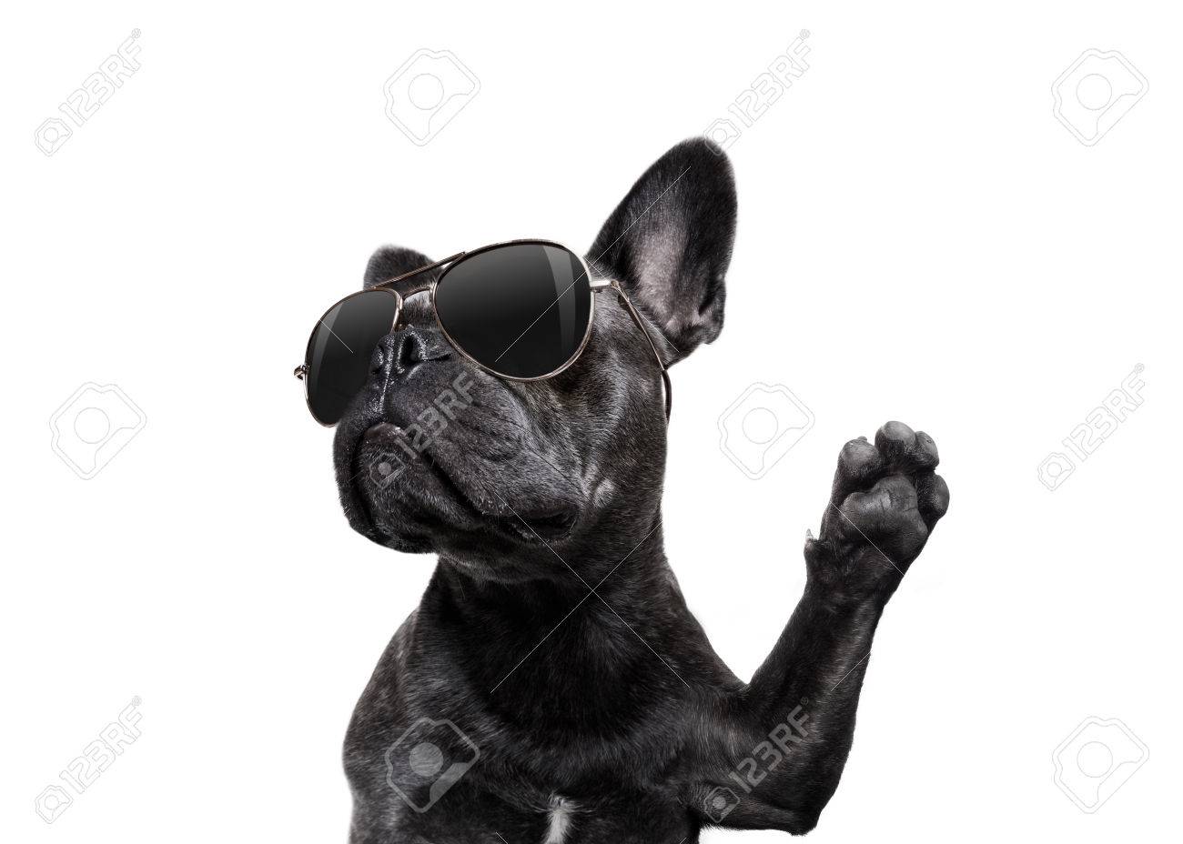 cool trendy posing french bulldog with sunglasses looking up like a model , isolated on white background, with paw high five - 87153630 cool trendy posing french bulldog with sunglasses looking up like a model , isolated on white background, with paw high five - 87153630