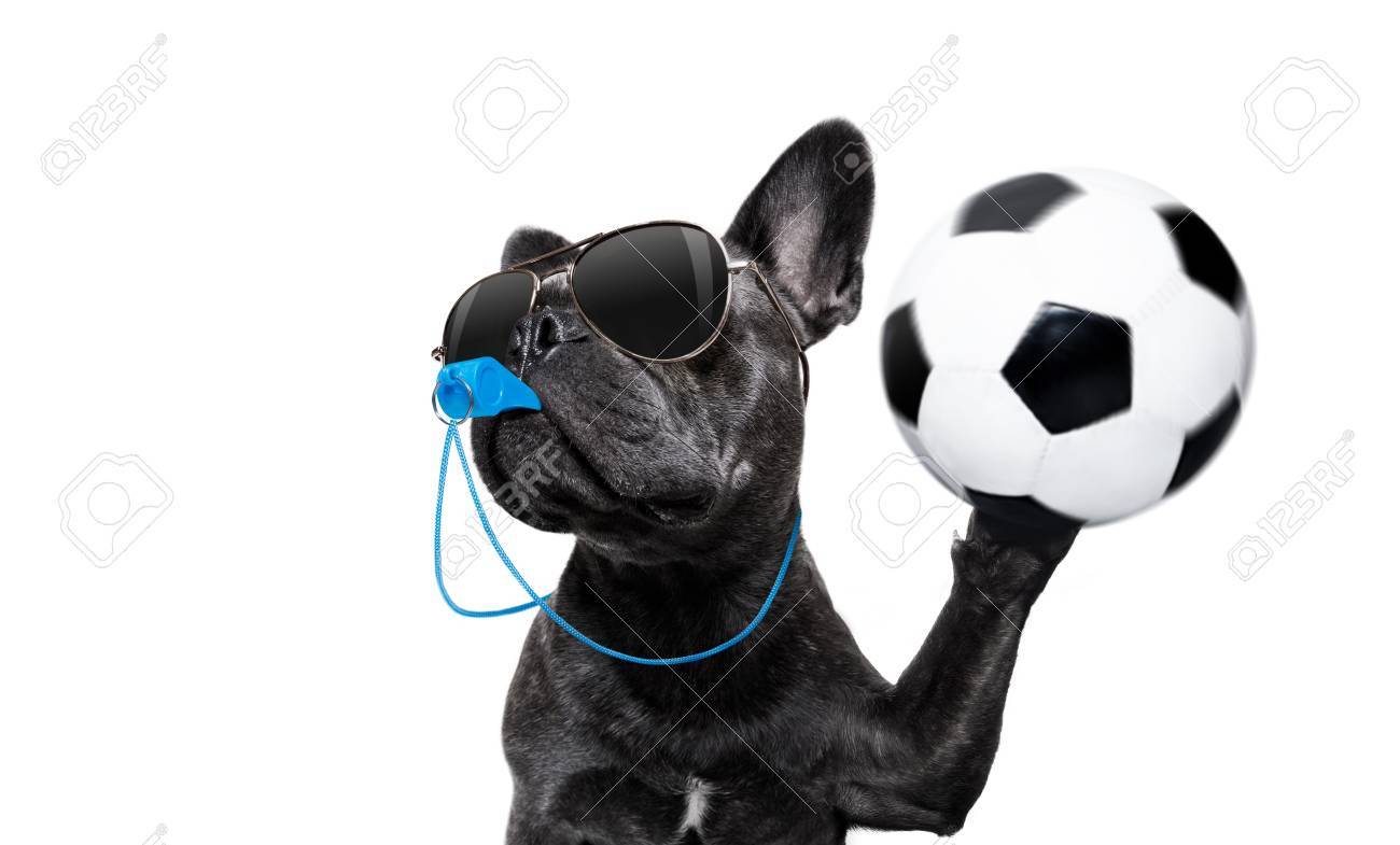 referee arbitrator umpire french bulldog dog blowing blue whistle in mouth ,catching a soccer ball, isolated on white background - 87299978 referee arbitrator umpire french bulldog dog blowing blue whistle in mouth ,catching a soccer ball, isolated on white background - 87299978