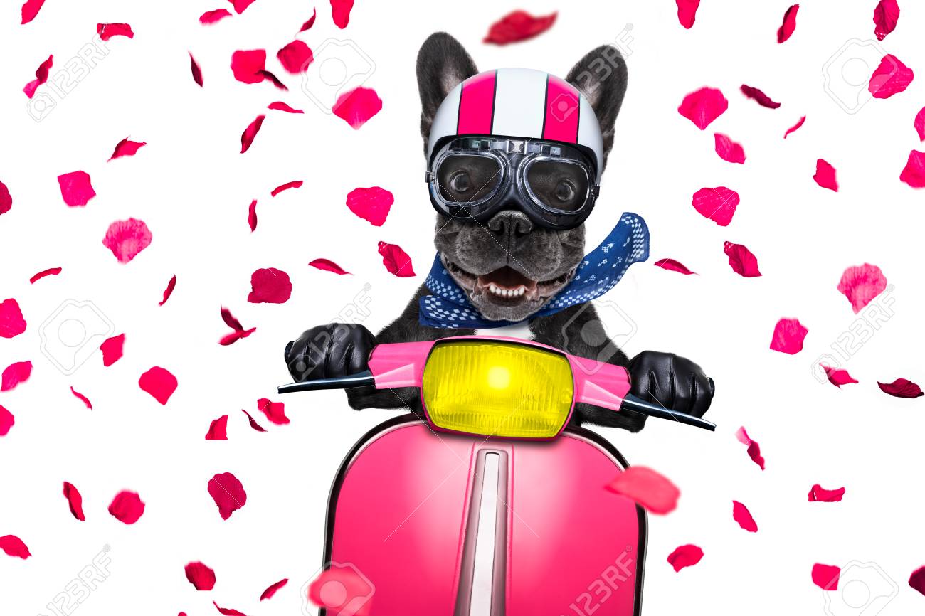 ヘルメットとゴーグル 乗馬 オートバイ 白い背景で隔離のバレンタイン フレンチ ブルドッグ バイク犬の恋 の写真素材 画像素材 Image ヘルメットとゴーグル 乗馬 オートバイ 白い背景で隔離のバレンタイン フレンチ ブルドッグ バイク犬の恋 の写真素材 画像素材 Image