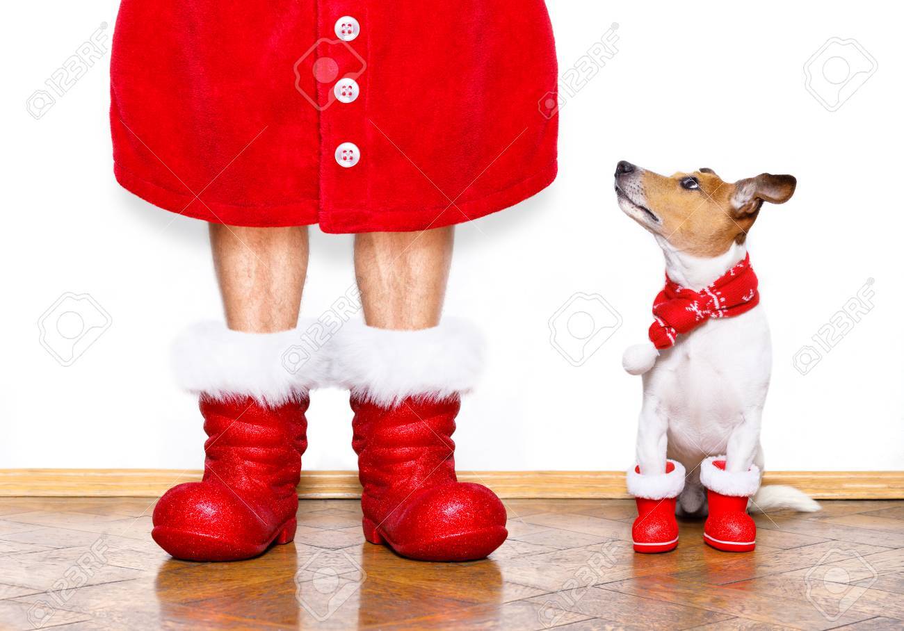 jack russell boots