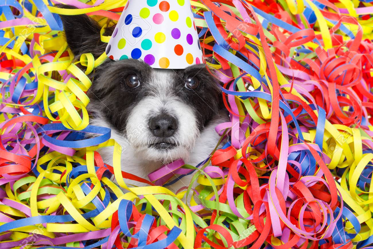 Chien Caniche Drole S Amuser Et Une Fete Avec Des Serpentins En Serpentin Pour Anniversaire Ou Bonne Annee Portant Un Chapeau Banque D Images Et Photos Libres De Droits Image 1473 Chien Caniche Drole S Amuser Et Une Fete Avec Des Serpentins En Serpentin Pour Anniversaire Ou Bonne Annee Portant Un Chapeau Banque D Images Et Photos Libres De Droits Image 1473