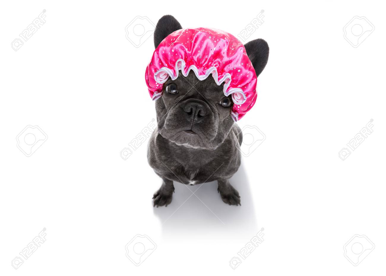 hund der franzosischen bulldogge trocknendes haar mit einer duschhaube lokalisiert auf dem weissen hintergrund oben traurig betrachtend sie