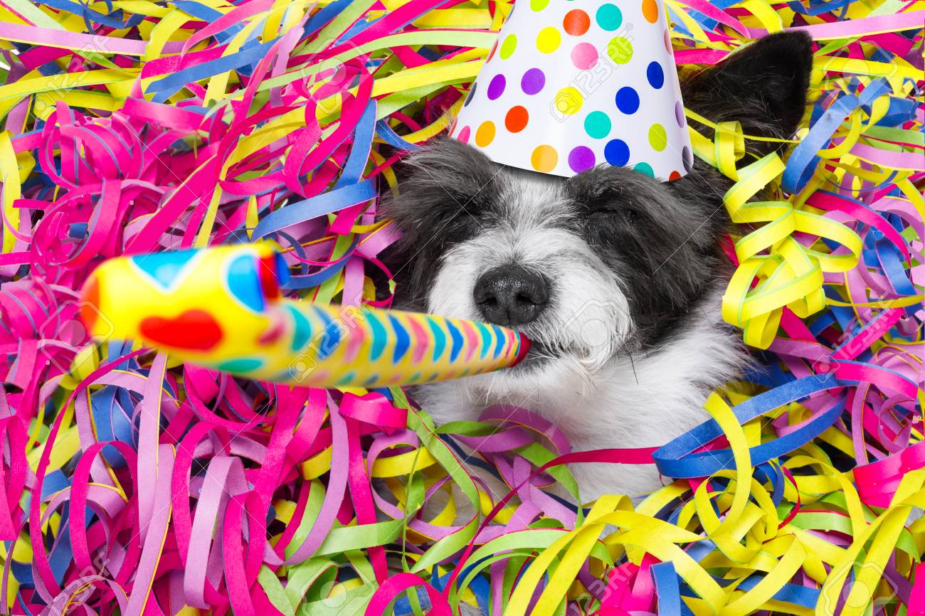 プードル犬誕生日や大晦日の蛇紋岩のぼりとパーティーを持ち 帽子をかぶって笛ホルンを吹いて の写真素材 画像素材 Image