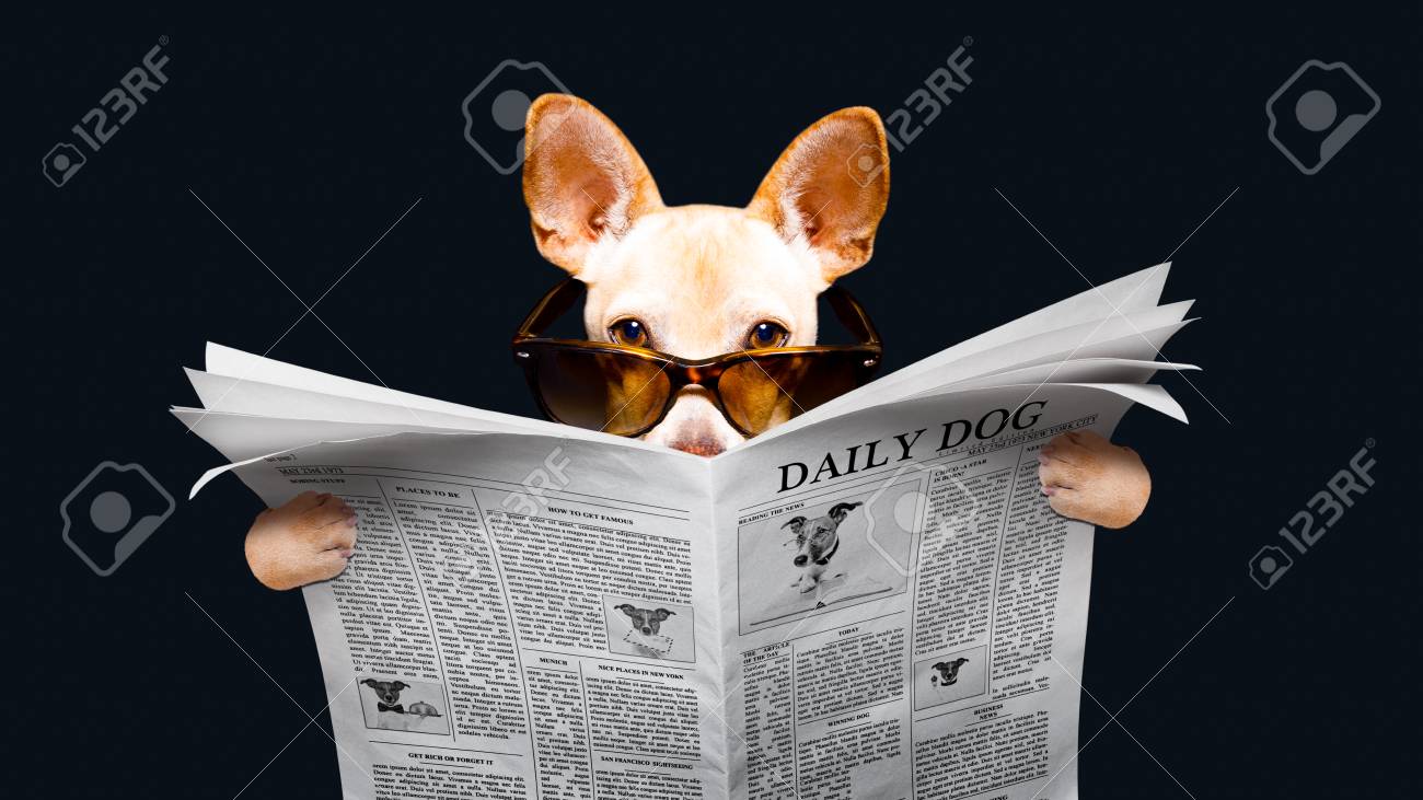 Podenco, Hond, Lezende, Een, Krant, Magazine, Geïsoleerde, Op, Zwarte  Achtergrond, Vervelend, Zonnebril Royalty-Vrije Foto, Plaatjes, Beelden En  Stock Fotografie. Image 91602756.