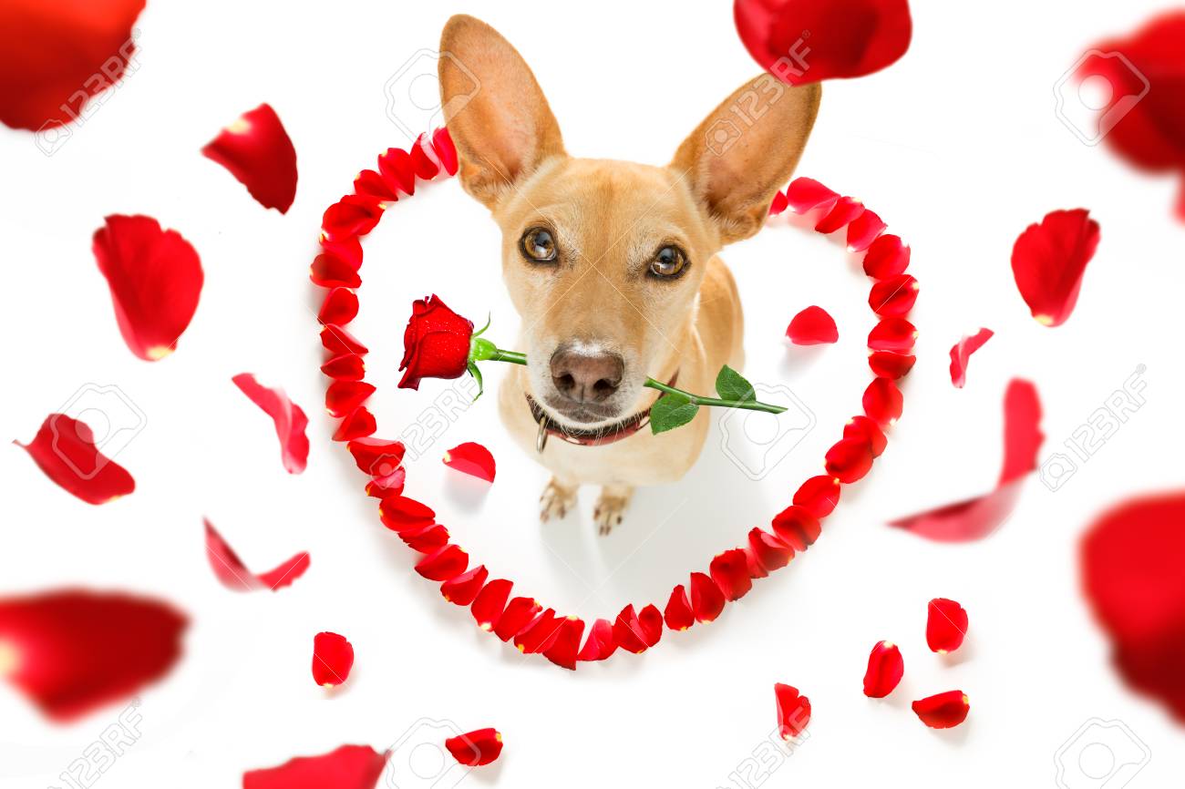 Chihuahua Podenco Dog In Love For Happy Valentines Day With Petals And Rose Flower In Mouth Looking Up In Wide Angle Stock Photo Picture And Royalty Free Image Image