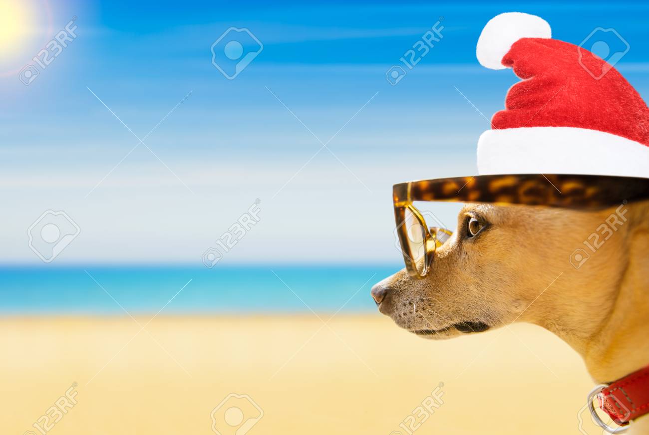 Chihuahua Chien A Santa Claus Chien A Les Plage Et Ocean Porter Rigolote Lunettes Soleil Et Chapeau Rouge Sur Ete Noel Vacances Vacances Banque D Images Et Photos Libres De Droits Image