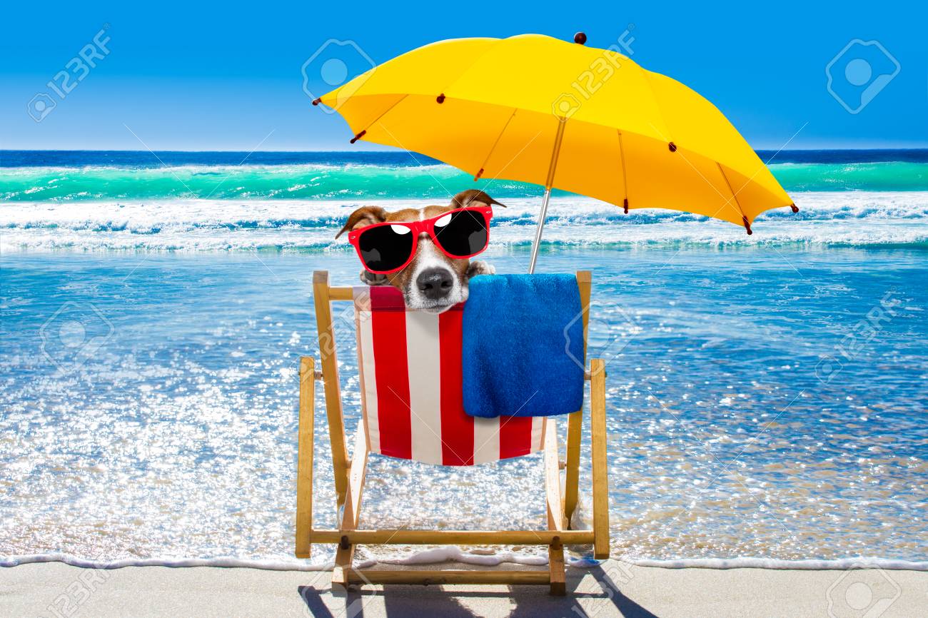 jack russell dog resting and relaxing on a hammock or beach chair