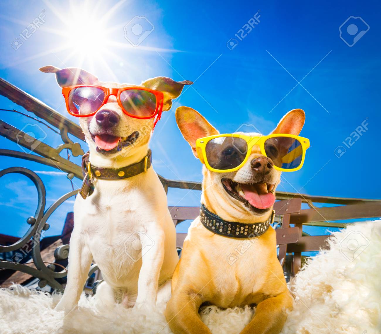 sunglasses on dogs
