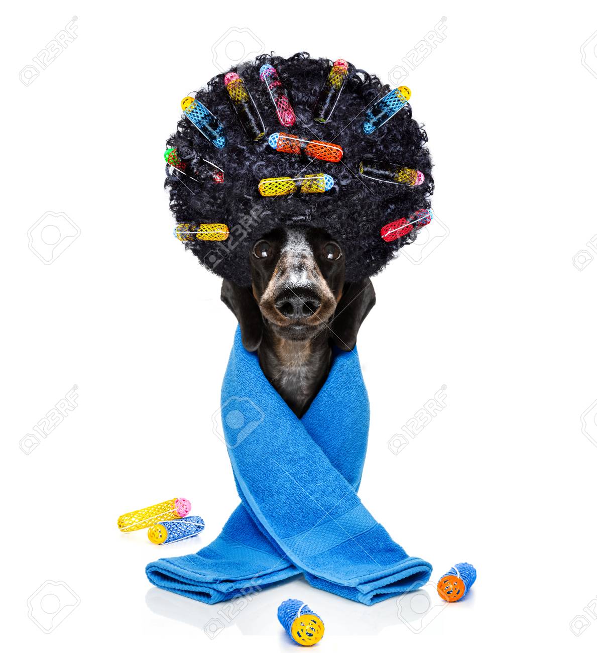 afro wig for dogs