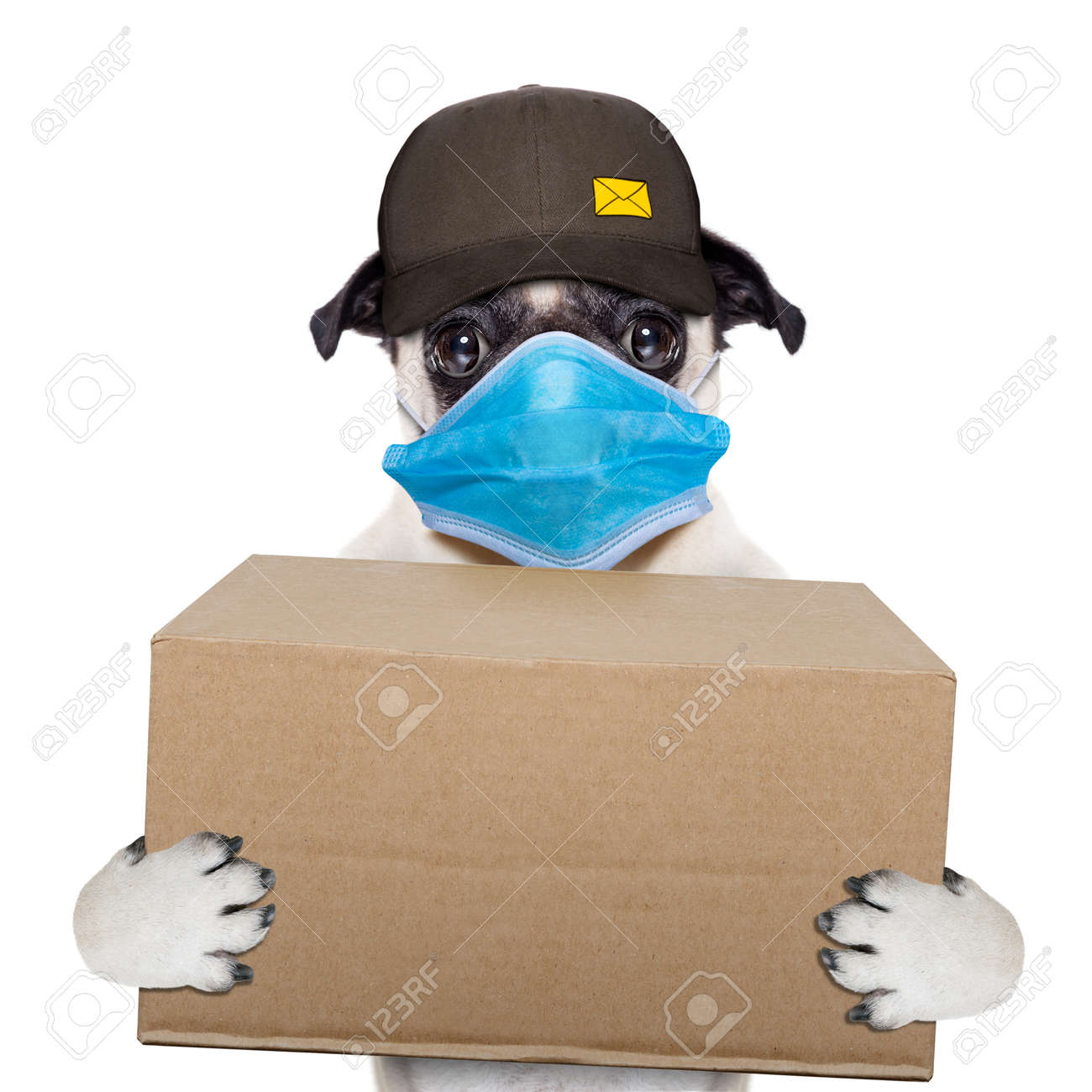 postman pug dog delivering a big brown package, in covid 19, cornavirus, virus time - 157444839 postman pug dog delivering a big brown package, in covid 19, cornavirus, virus time - 157444839