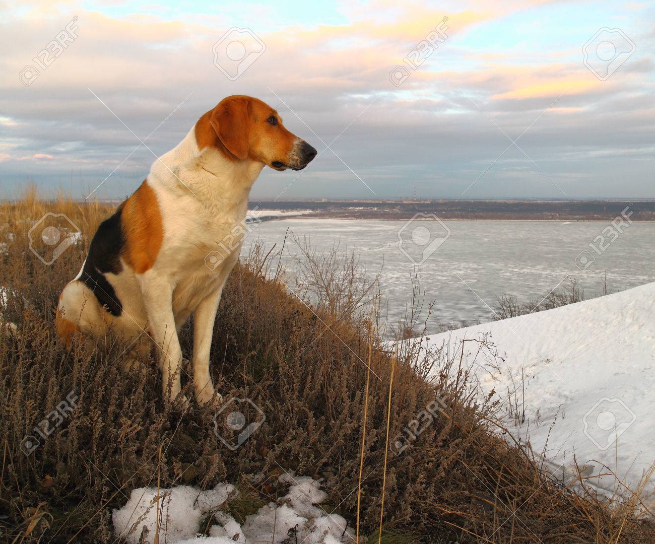 found a dog without a collar