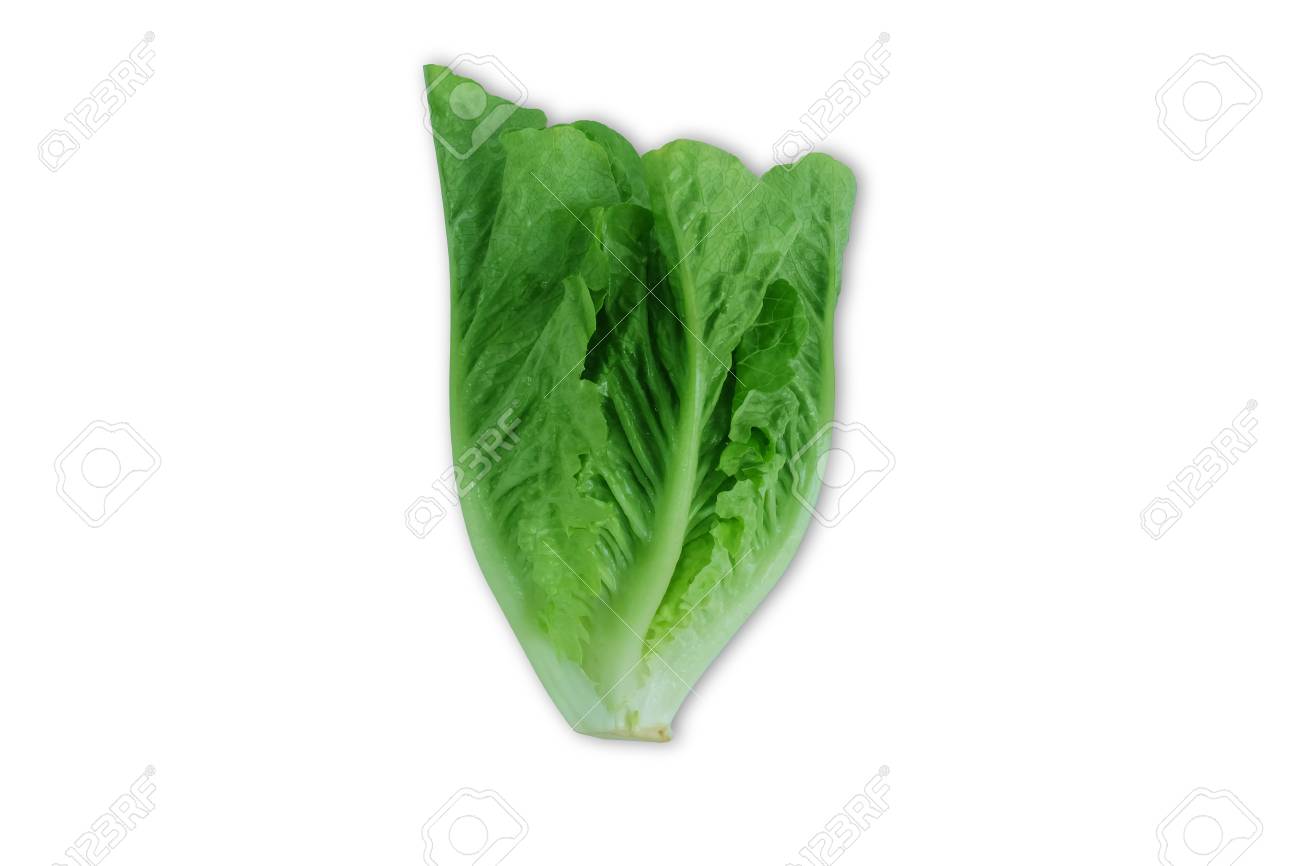 レタス ロメインレタス 水耕栽培 オーガニック 野菜のサラダコレクションを白地に分離 の写真素材 画像素材 Image