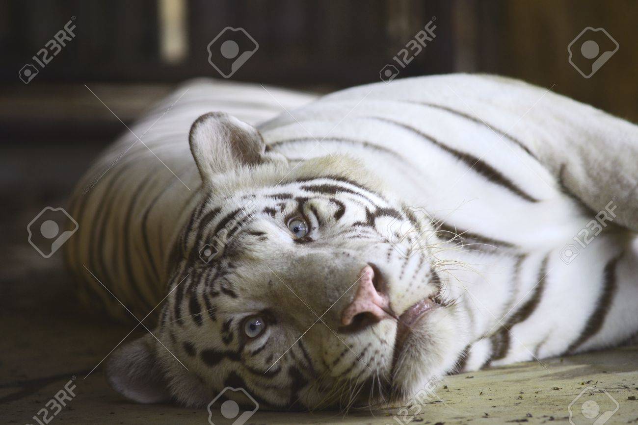 etiam-dictum-ipsum-a-felis