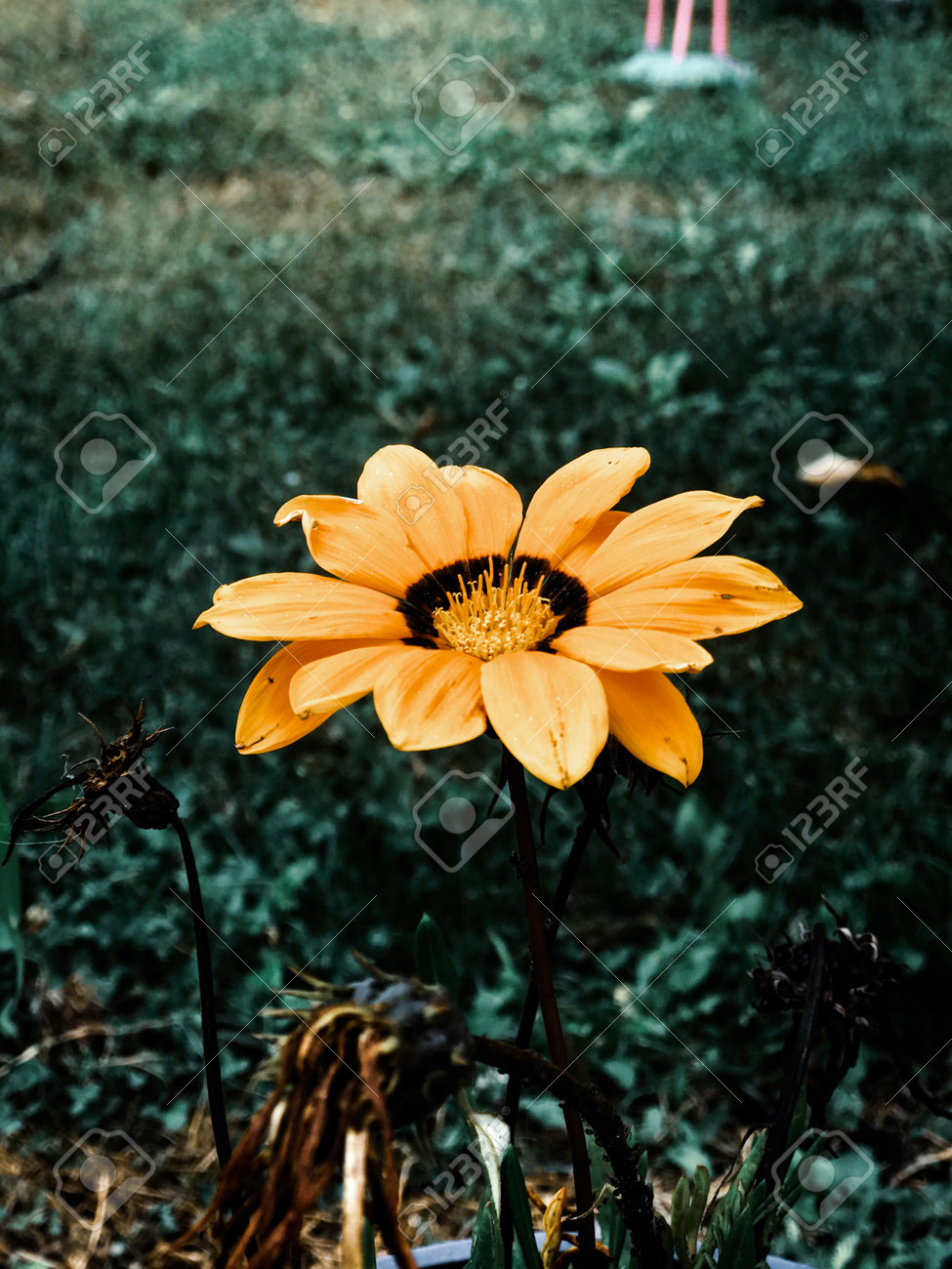 etiam-dictum-ipsum-a-felis