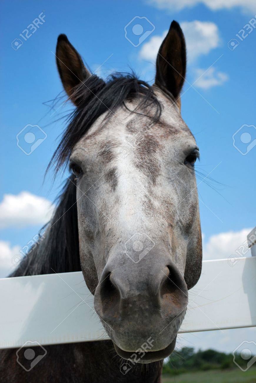 灰色の馬顔正面 の写真素材 画像素材 Image