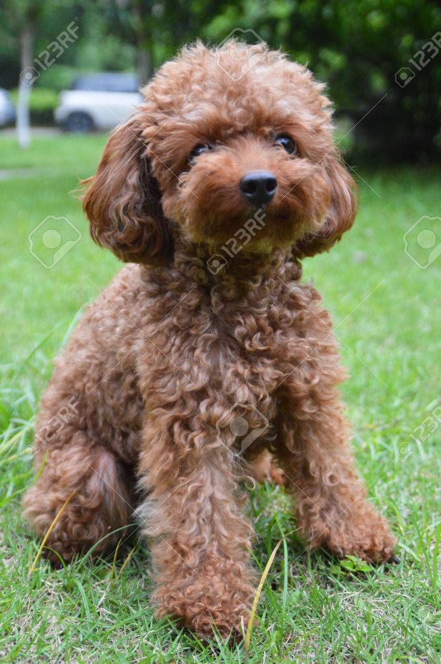 mini poodle