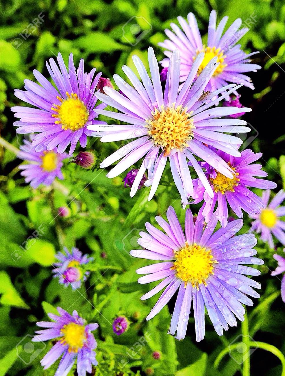 etiam-dictum-ipsum-a-felis