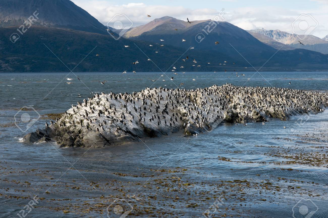 ビーグル チャンネル ティエラ デル フエゴ アルゼンチンの王カワウのコロニー の写真素材 画像素材 Image