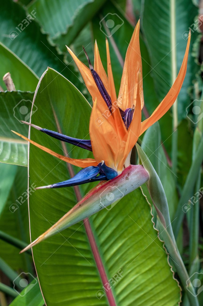 strelitzia reginae or paradise bird flower is the official flower