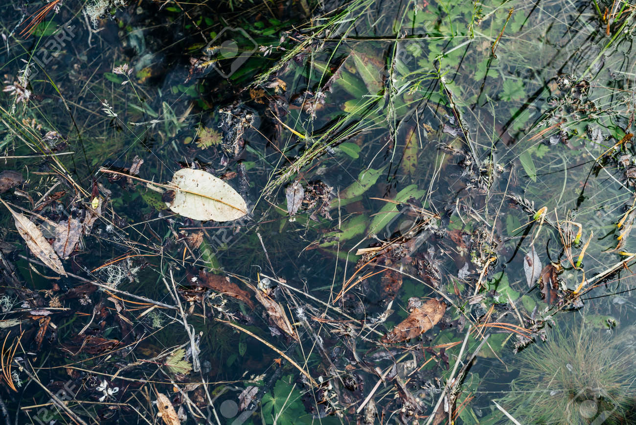 Small leaf floats in lake close-up. Greenery in mountain lake after flood. Nature background with green vegetation in clear water. Natural backdrop of calm transparent water surface. Underwater flora. - 170494760 Small leaf floats in lake close-up. Greenery in mountain lake after flood. Nature background with green vegetation in clear water. Natural backdrop of calm transparent water surface. Underwater flora. - 170494760
