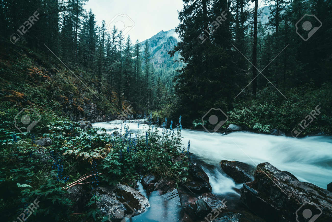 Atmospheric Forest Landscape With Rapids On Powerful Mountain River Between  Rocks With Mosses, Trees And Wild Vegetations. Cyan Flowers Near Blurred  Power Turbulent Water Stream In Mountain River. Stock Photo, Picture and, image size:1300x868