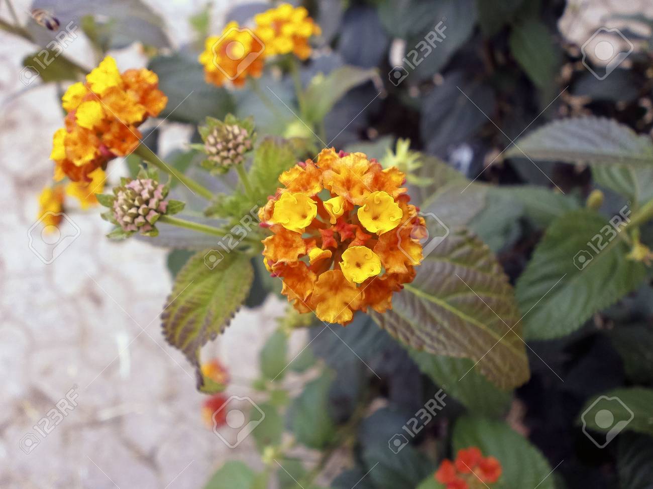 美しいオレンジ色の花 小さいながらも非常に美しい の写真素材 画像素材 Image