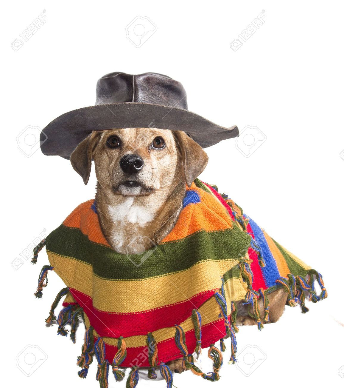 dog poncho mexican