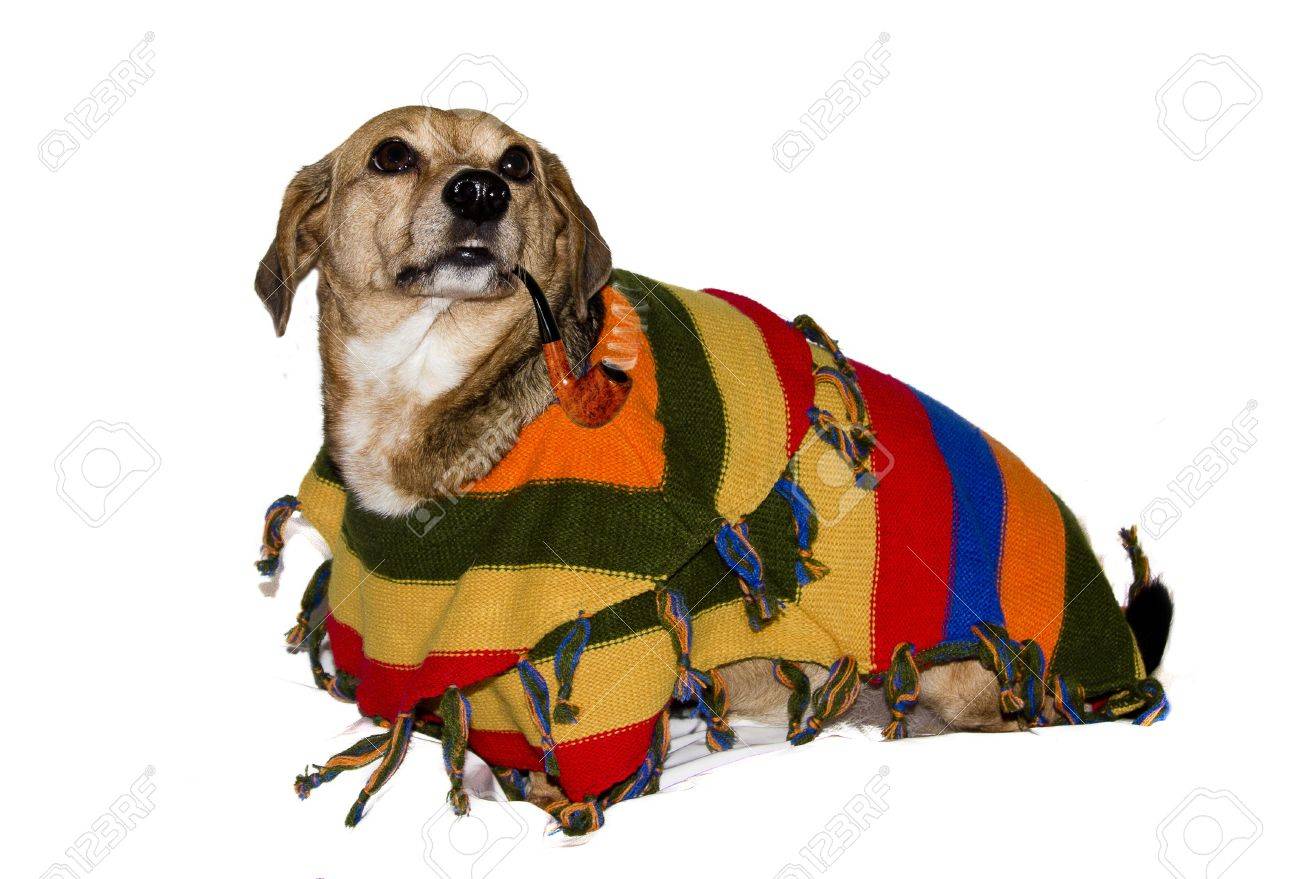 dog poncho mexican
