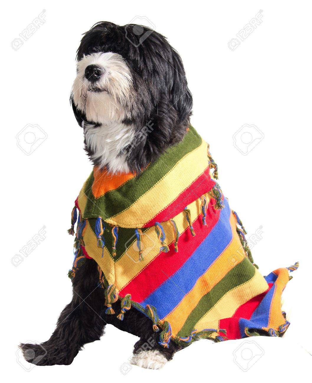dog poncho mexican