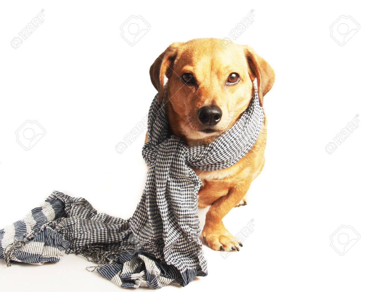 dog with scarf